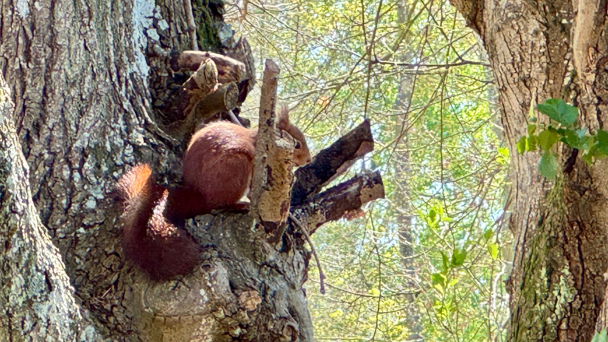 RFST1 le%20Tremblay_9029